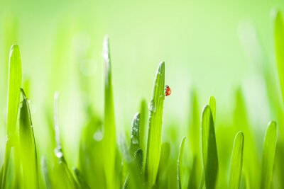 Papier peint  Coccinelle sur un brin d'herbe