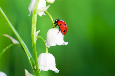 Sticker  Coccinelle sur une fleur de muguet blanc