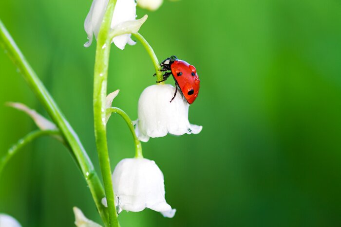 Sticker  Coccinelle sur une fleur de muguet blanc