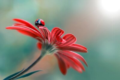 Sticker  Coccinelle sur une fleur rouge