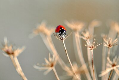 Sticker  Coccinelle sur une fleur séchée