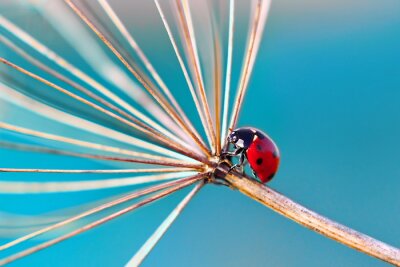 Sticker  Coccinelle sur une plante sèche