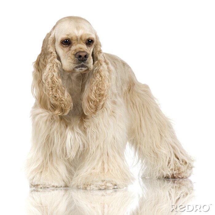Sticker  Cocker Spaniel race devant un fond blanc