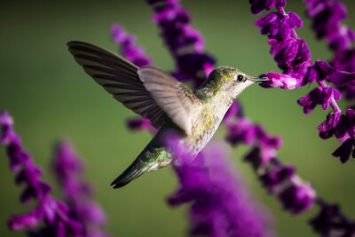 Colibri près de fleurs violettes
