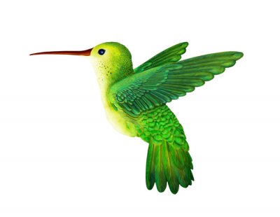 Sticker  Colibri vert sur fond clair