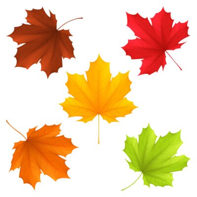 Collection de couleurs des feuilles d'automne.