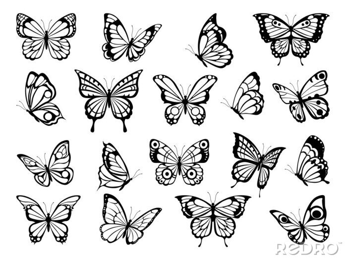 Sticker  Compétitions en noir et blanc de papillons de différentes espèces