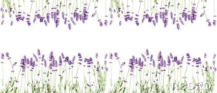 Sticker  Composition de fleurs. Cadre composé de fleurs de lavande fraîches sur fond blanc. Lavande, fond floral. Lay plat, vue de dessus, espace copie, bannière