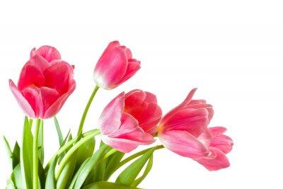 Composition de tulipes sur fond blanc