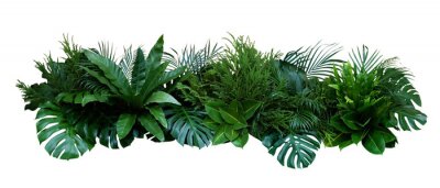 Composition des plantes exotiques
