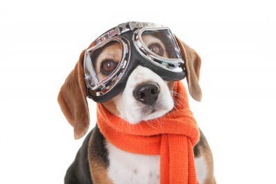 Sticker  concept animal familier de vacances, chien de lunettes de vol