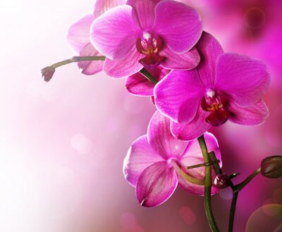 Sticker  Conception de frontière de fleur d'orchidée
