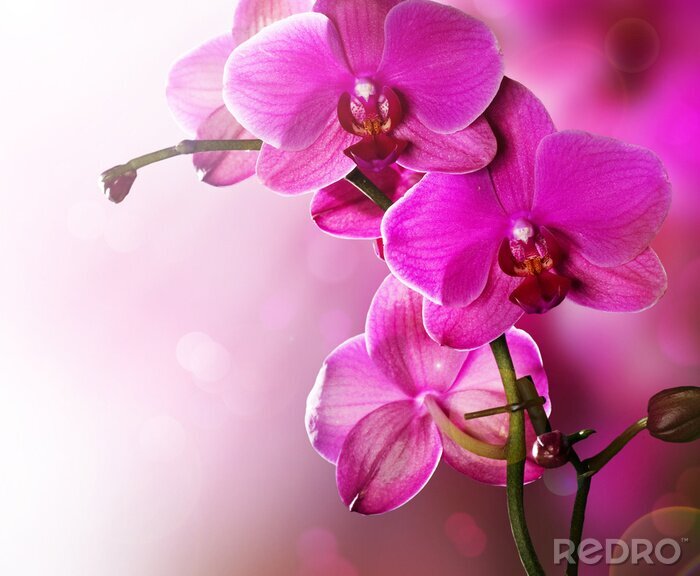 Sticker  Conception de frontière de fleur d'orchidée