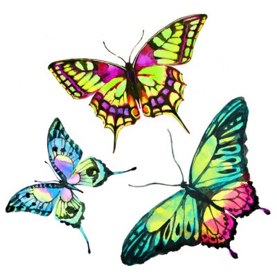 Sticker  conception des papillons