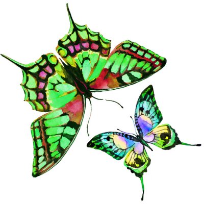 Sticker  conception des papillons
