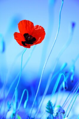 Coquelicot et contraste avec un fond bleu