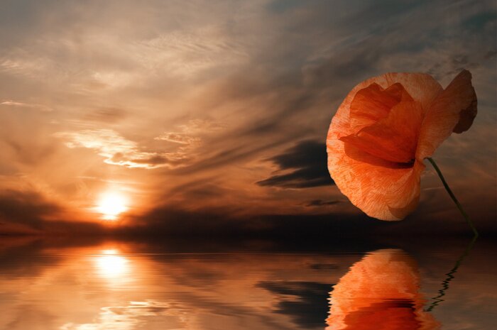Sticker  Coquelicot se reflétant dans l'eau