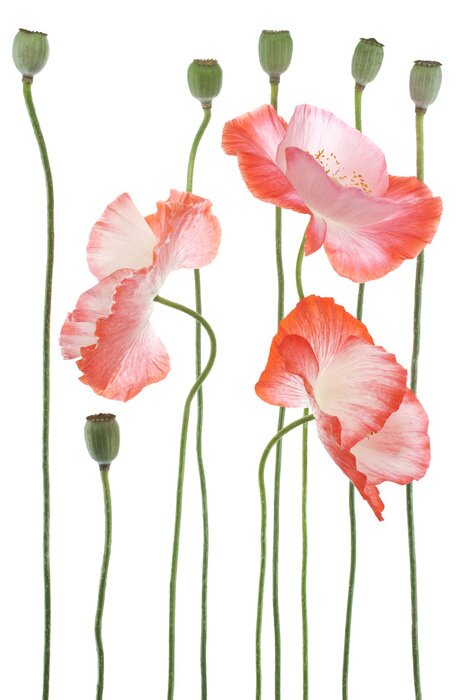 Sticker  Coquelicots et bourgeons sur fond blanc