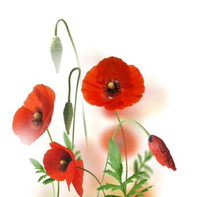 Coquelicots et verdure sur fond blanc