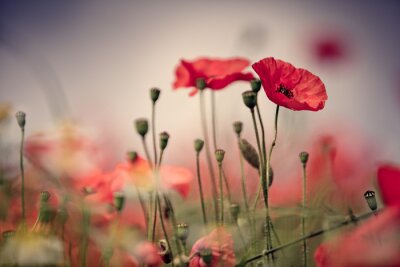Coquelicots rétro sur le ciel