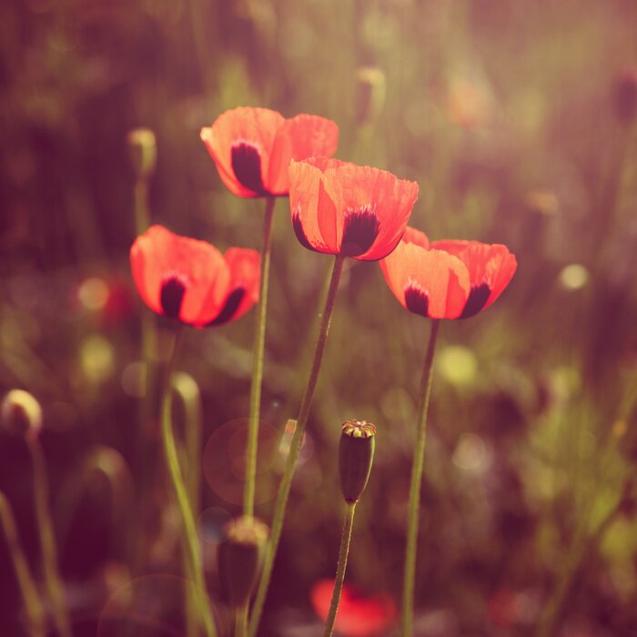 Sticker  Coquelicots rétro sur un fond de verdure