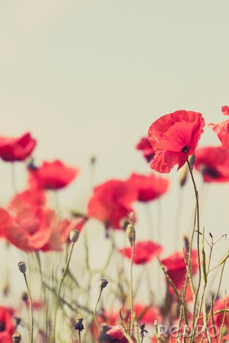 Sticker  Coquelicots style vintage