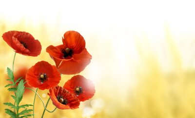 Coquelicots sur fond jaune