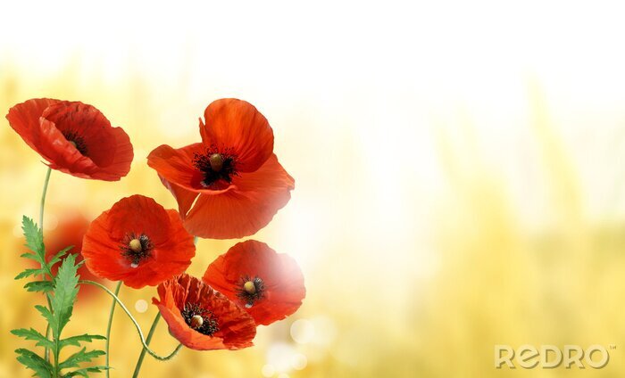 Sticker  Coquelicots sur fond jaune