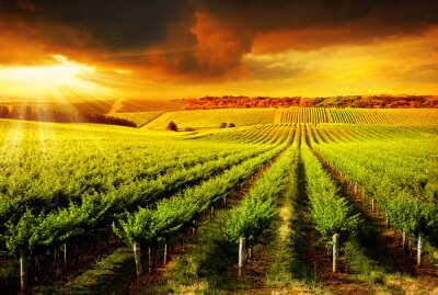 Coucher de soleil spectaculaire sur un vignoble