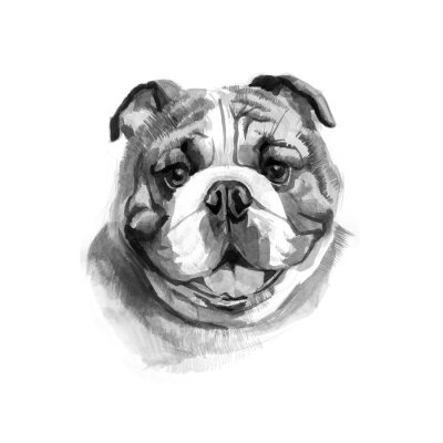 Sticker  Couleur anglais bulldog's head. Photo aquarelle.