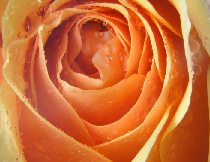 Sticker  couleur pêche rose