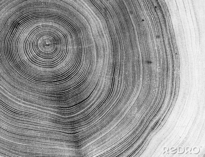 Sticker  Coupe transversale gris-blanc d'un tronc