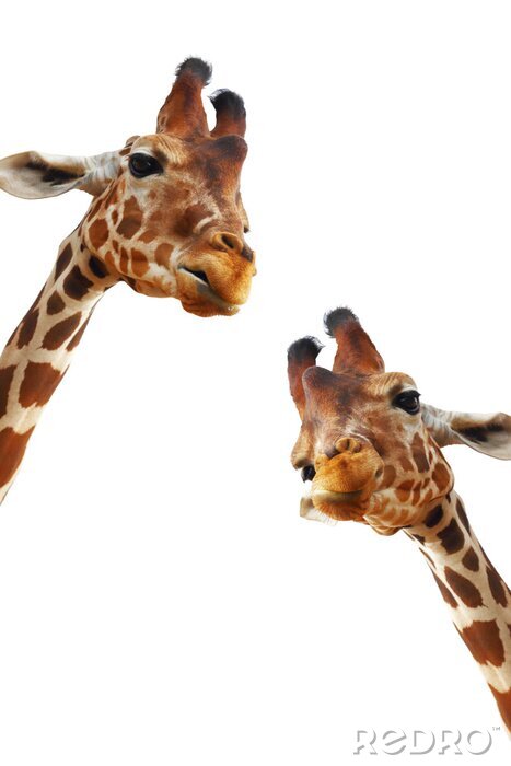 Sticker  Couple de girafes closeup portrait isolé sur fond blanc
