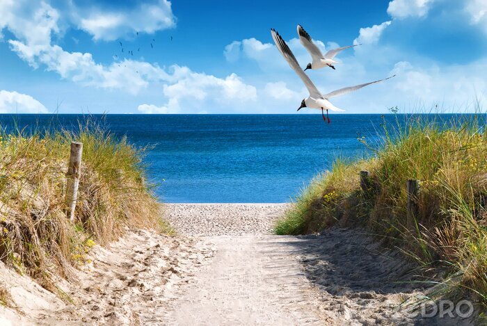 Sticker  Couple de mouettes survolant une plage