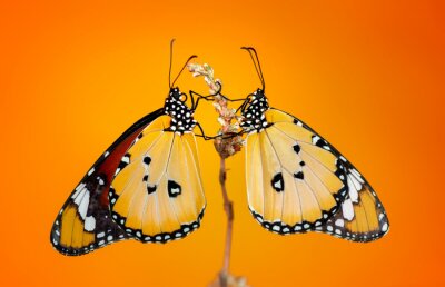 Couple de papillons sur un fond orange