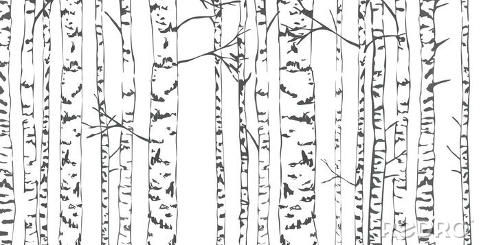 Sticker  Croquis de bouleaux