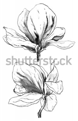 Sticker  Croquis de deux fleurs