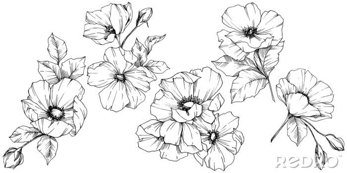 Sticker  Croquis de fleurs roses en noir et blanc