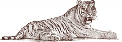Sticker  Croquis de repos de tigre