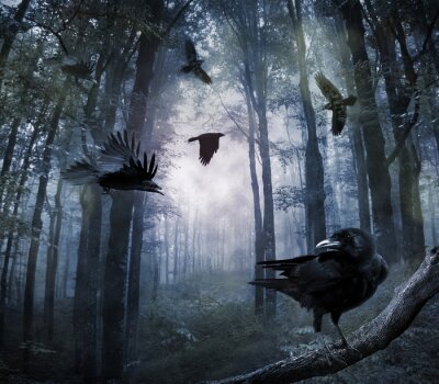 Sticker  Crows dans la forêt