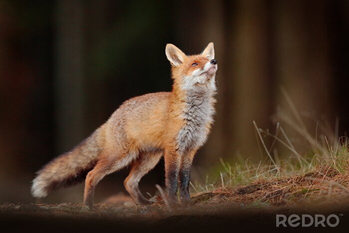 Sticker  Cute Red Fox, Vulpes vulpes in fall forest. Beautiful animal in the nature habitat. Wildlife scene from the wild nature. Fox running in orange and yellow autumn leaves. Animal in fall wood habitat.