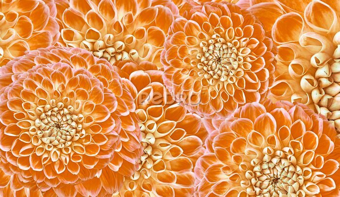 Sticker  Dahlias gros plan