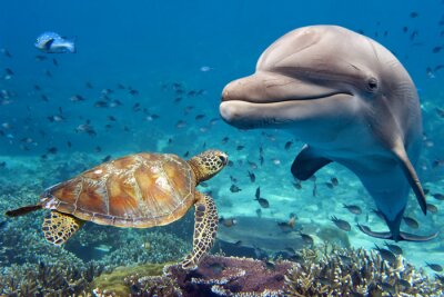 Dauphin, tortue de mer et récif corallien
