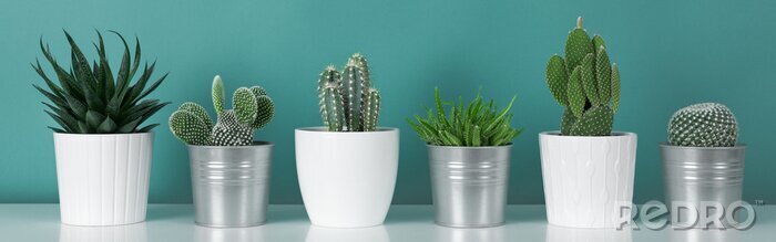 Sticker  Décoration de la chambre moderne. Collection de diverses plantes de maison de cactus en pot sur une étagère blanche contre un mur de couleur turquoise pastel. Bannière de plantes de cactus.