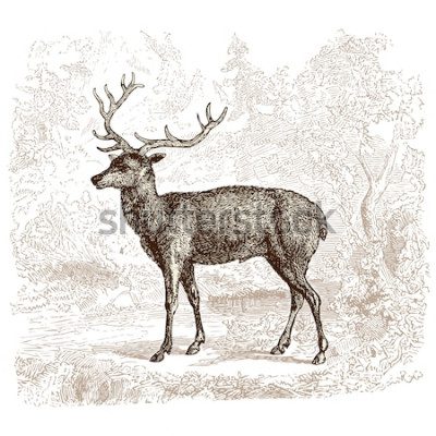 Sticker  Deer - vintage engraved illustration - "Histoire naturelle" by Buffon and Lacépède published in 1881 France
