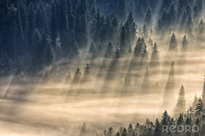 Sticker  Des faisceaux de lumière au-dessus de la forêt