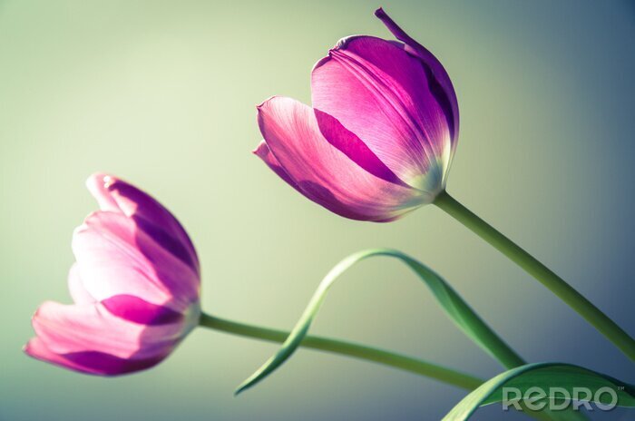 Sticker  Des fleurs qui se prélassent au soleil