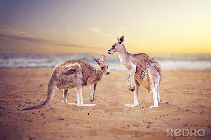 Sticker  Des kangourous sur une plage australienne