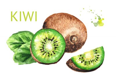 Sticker  Des kiwis entiers bien mûrs, des demi-tranches de kiwi en tranches. Illustration de dessinés à la main aquarelle isolé sur fond blanc