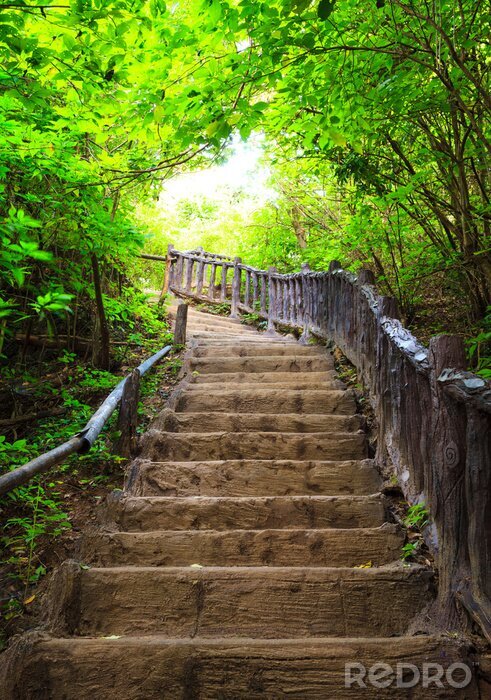 Sticker  Des marches dans une forêt d'arbres à feuilles